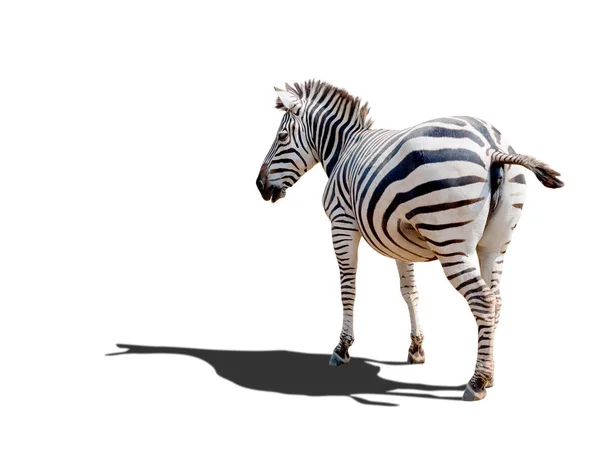 Zebra ,the africa wild animal in outdoor savanna — Stock Photo, Image