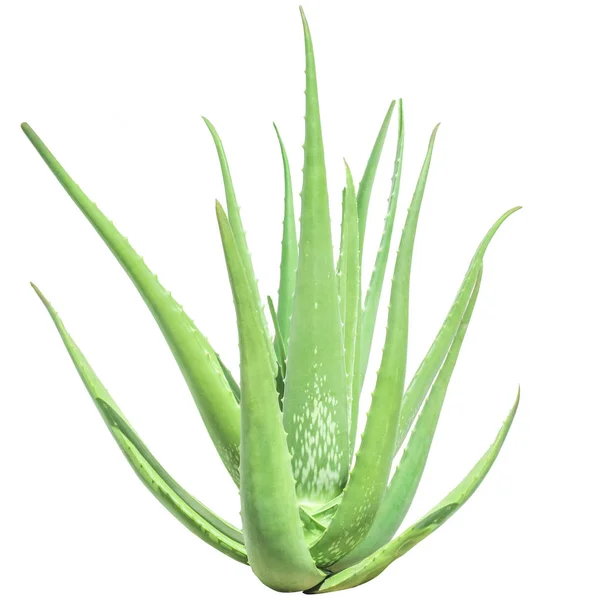 Grüne Aloe-Vela-Pflanze isoliert auf weiß — Stockfoto