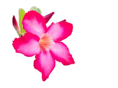 güzel taze kırmızı Azalea çiçekleri beyaz arka plan üzerinde izole