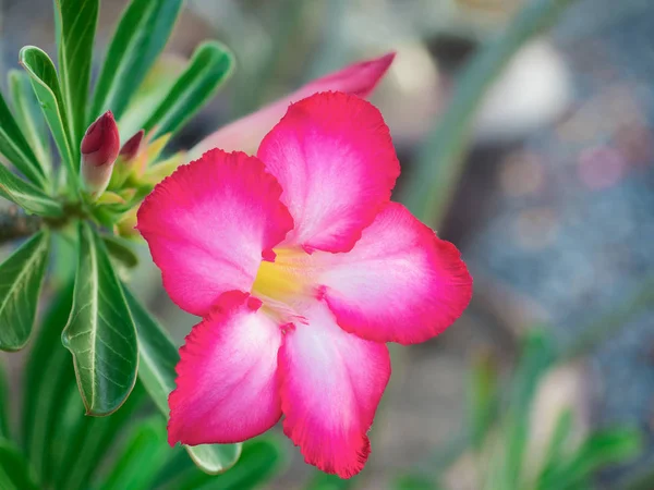 自然で美しい新鮮な赤いツツジの花 — ストック写真