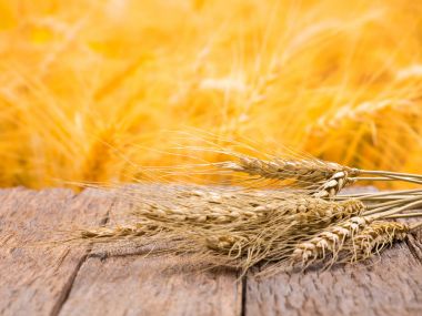 ripe wheat and straw detail on blur background clipart