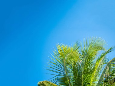 Ağaç yaprak çerçeve içinde görüntülemek hangi gökyüzü karşı tatil su arıyor