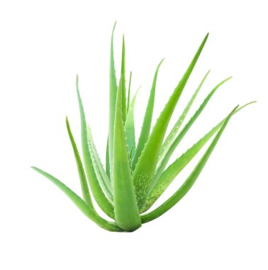 aloe vera beyaz arkaplanda izole