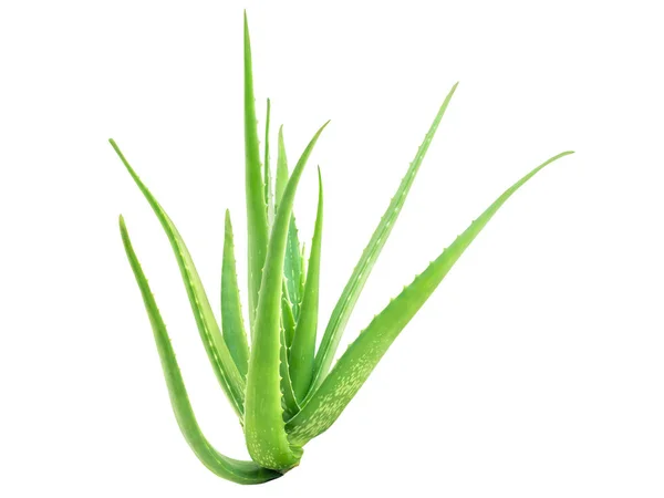 Aloe Vera isoliert auf weißem Hintergrund — Stockfoto