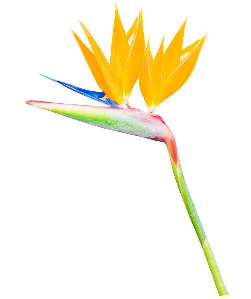 Color brillante Pájaro de la flor del paraíso aislado —  Fotos de Stock