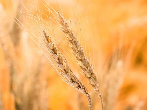 成熟的小麦和秸秆的细节模糊背景 — 图库照片