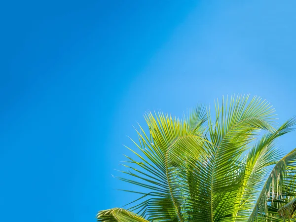 Boom blad in frame bekijken welke op zoek tegen hemel, vakantie su — Stockfoto