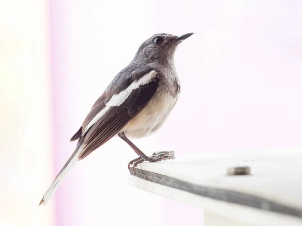 Portrait of small single bird on building — Stock Photo, Image