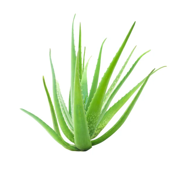 Aloe vera απομονωμένη σε λευκό φόντο — Φωτογραφία Αρχείου