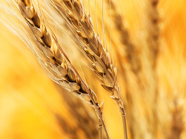 ripe wheat and straw detail on blur background