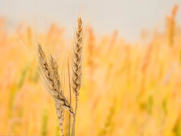 Rijpe tarwe en stro detail op de achtergrond wazig — Stockfoto