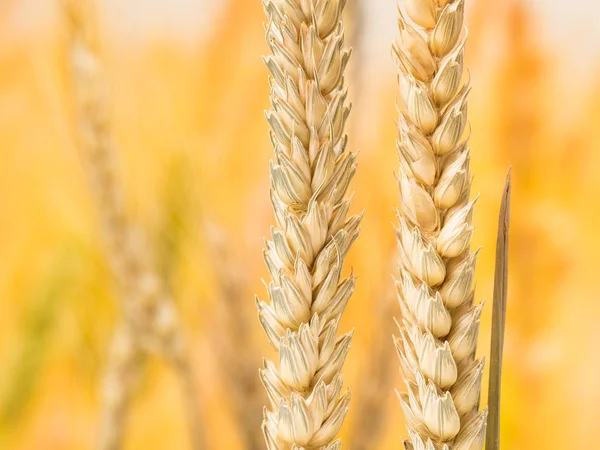 Спелые пшеницы и соломы подробно на фоне размытия — стоковое фото