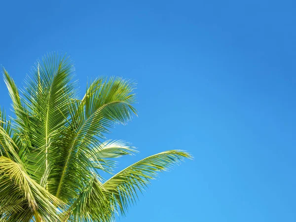 Folha de árvore em moldura vista que olhando para cima contra o céu, Holiday su — Fotografia de Stock