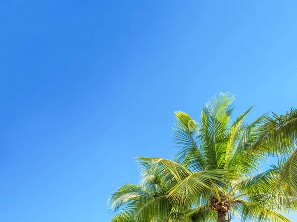 Folha de árvore em moldura vista que olhando para cima contra o céu, Holiday su — Fotografia de Stock