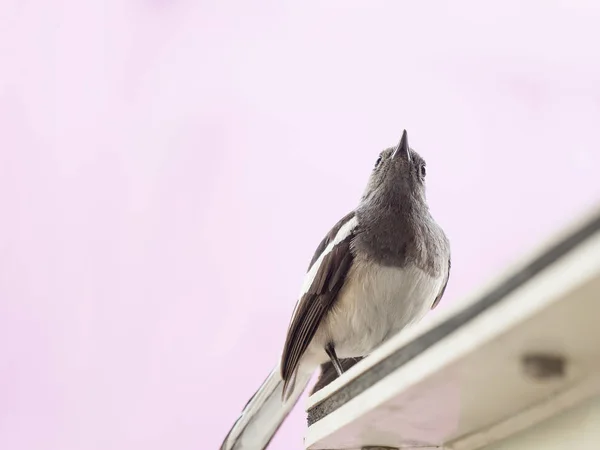 Portrait of small single bird on building — Stock Photo, Image