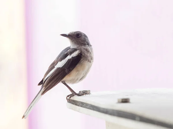 Portrait of small single bird on building — Stock Photo, Image