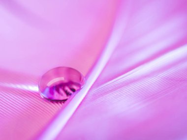 makro çekim su üzerinde tavuk tüy bırak