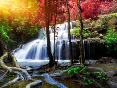 Orman manzarası harika şelale ile