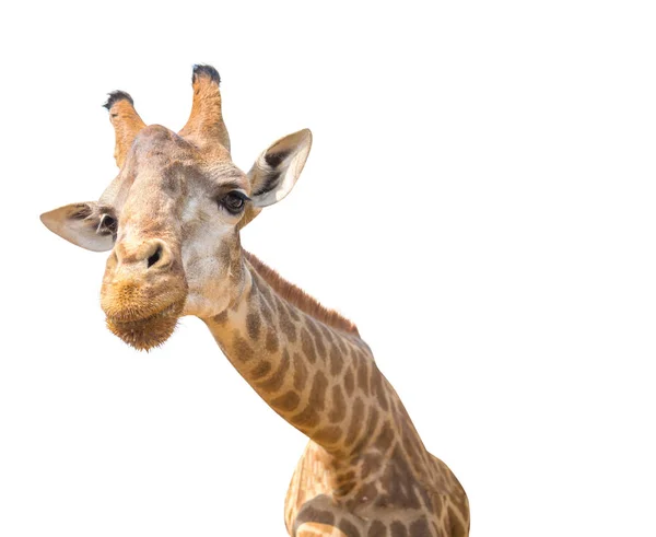 Sevimli zürafa baş beyaz izole — Stok fotoğraf