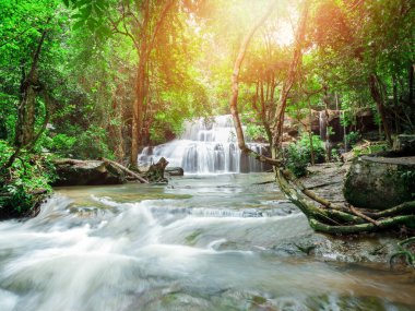 Orman manzarası harika şelale ile
