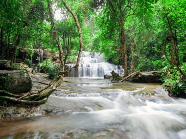 Orman manzarası harika şelale ile
