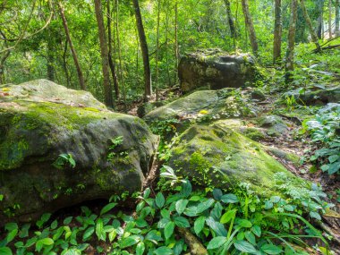 Orman manzarası harika şelale ile