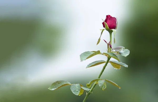 休暇でピンクのバラ、美しい花植物 — ストック写真