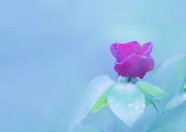 红玫瑰, 美丽的花植物在假期和放松骗局 — 图库照片