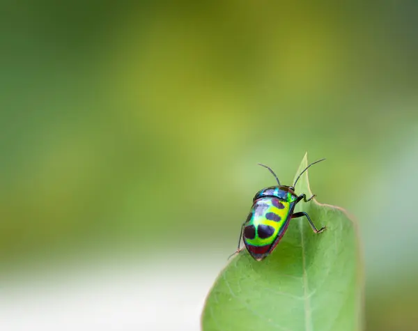 Bug life on green background — Stock Photo, Image