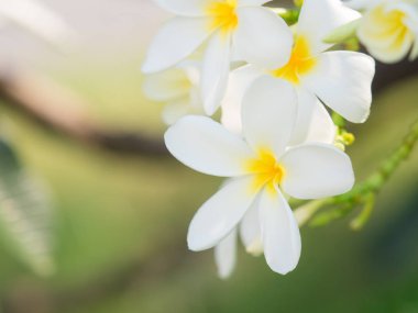 güzel beyaz plumaria çiçek niteliğine bulanıklık adam
