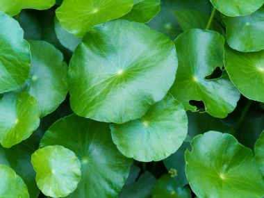 Ağaç yaprak çerçeve içinde görüntülemek hangi katı arıyorum