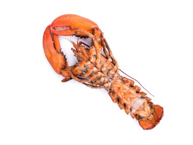 ıstakoz beyaz zemin üzerine deniz ürünleri için menü m vuruşta kapatın