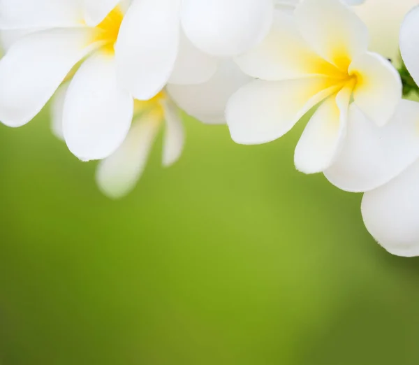 Bellissimo fiore di plumaria bianca sulla natura — Foto Stock