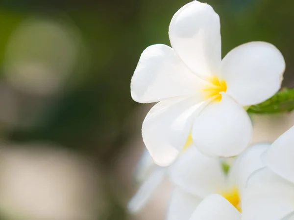 自然で美しい白い plumaria 花 — ストック写真