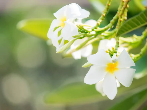 Vackra vita plumaria blomma på naturen — Stockfoto