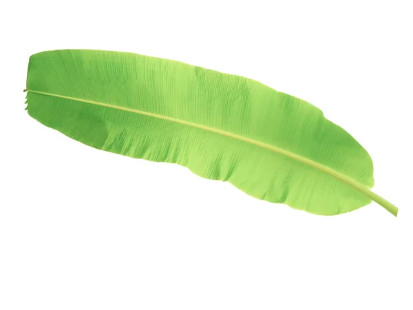 Banana tree leaf of tropical plant, vacation and relaxation conc — Stock Photo, Image