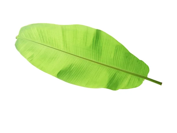 Bananenblatt mit tropischer Pflanze, Urlaub und Entspannung — Stockfoto