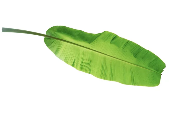 Banana tree leaf of tropical plant, vacation and relaxation conc — Stock Photo, Image