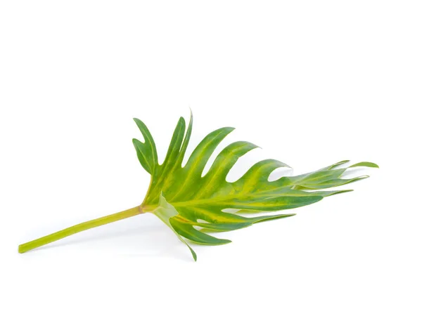 Baumblatt der tropischen Pflanze, Urlaub und Entspannung — Stockfoto