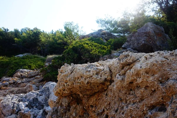 Berg Mit Pflanzen Mit Blauem Sonnigen Himmel — Stockfoto