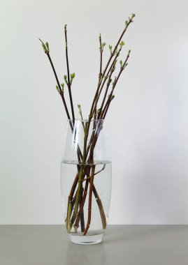 vazo dalları beyaz yeşil arkaplan natürmort