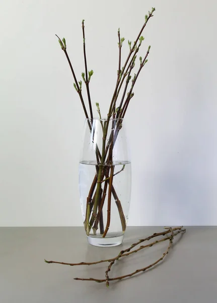Vase Zweige Weiß Grün Hintergrund Stillleben — Stockfoto