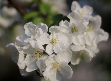 Çiçekler ilkbahar yeşili bahçe