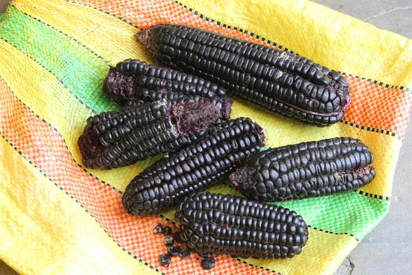 秘鲁的紫玉米棒子 免版税图库照片