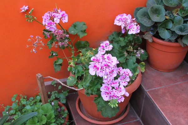 Pot of Pink Geraniums — Stock Photo, Image