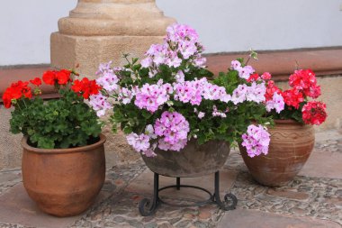 Pembe ve kırmızı sardunyalar kap