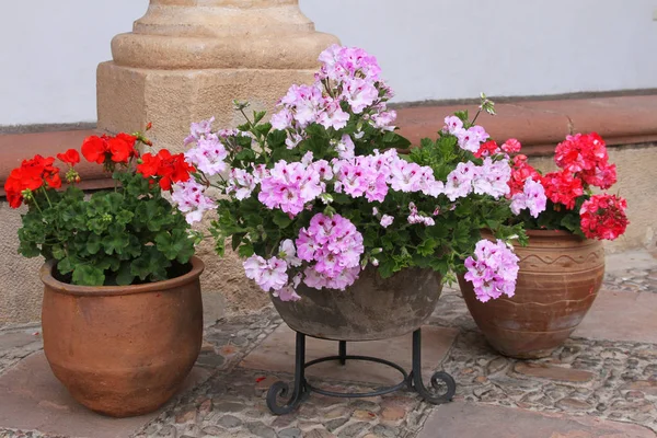 Pots of Pink and Red Geraniums — Stock Photo, Image