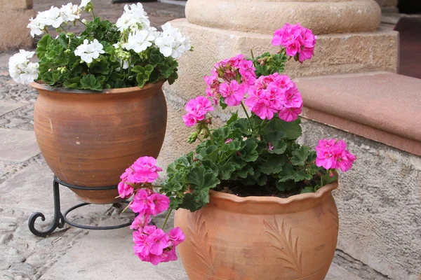 Töpfe mit bunten Geranien auf der Terrasse Stockbild