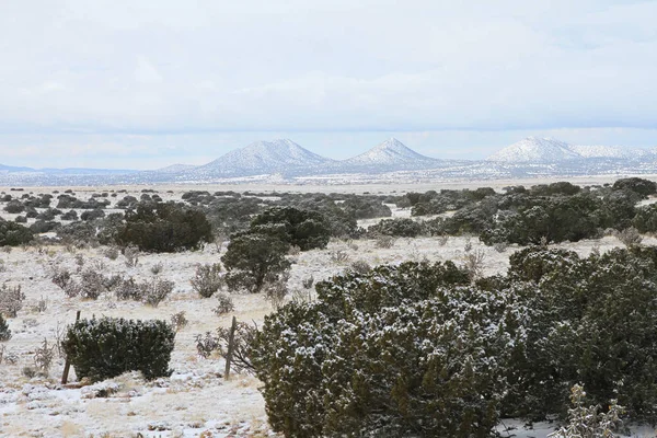 新墨西哥州圣达菲的雪景与桧 免版税图库图片