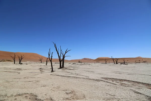 Sossusvlei, Namibya çevresindeki kırmızı kumullar — Stok fotoğraf